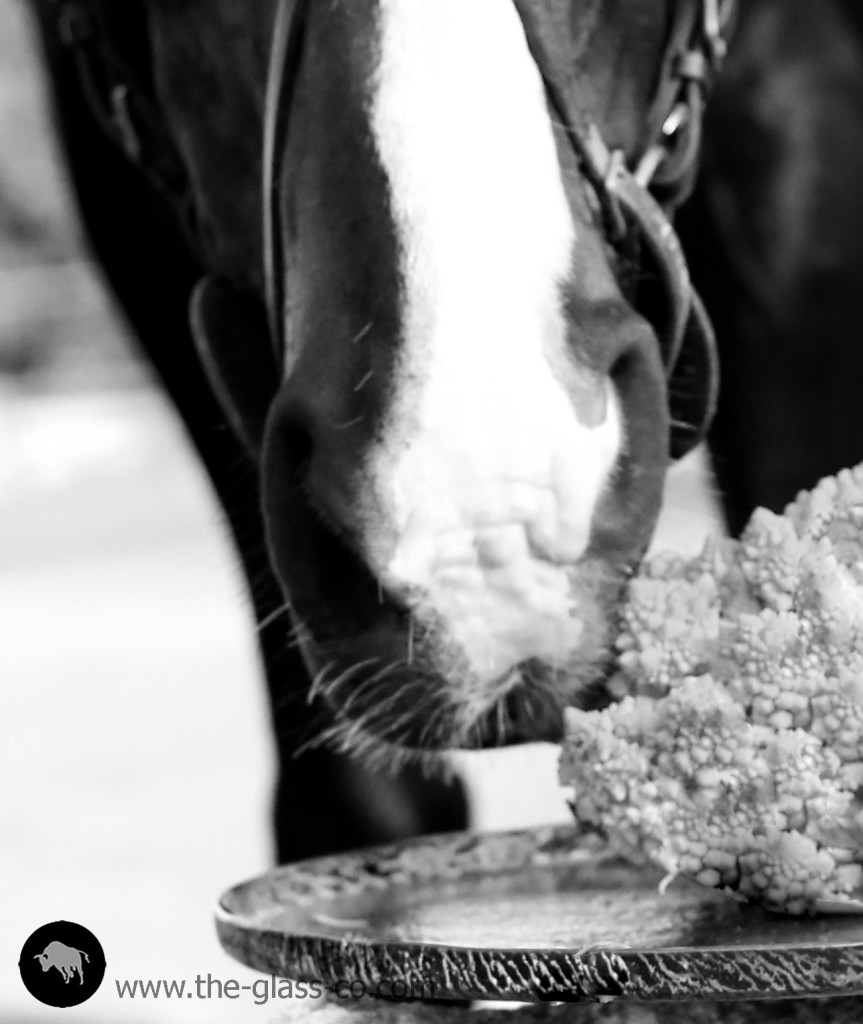 equestrian style dinnerware year of the horse photo shoot MyGlassStudio
