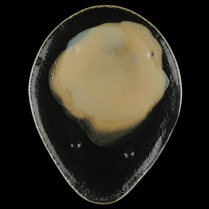 handcrafted plates Tokyo Collection Metallized Rutabaga cream show plate MyGlassStudio